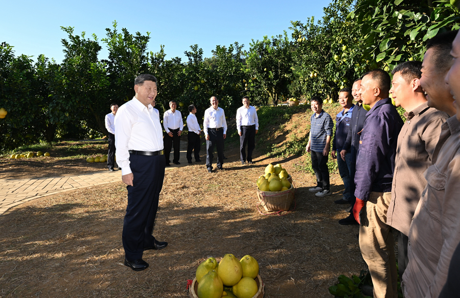 2025年11月7日，習(xí)近平總書記在梅州市梅縣區(qū)雁洋鎮(zhèn)南福金柚種植基地考察時(shí)，同果農(nóng)和農(nóng)技人員親切交流。