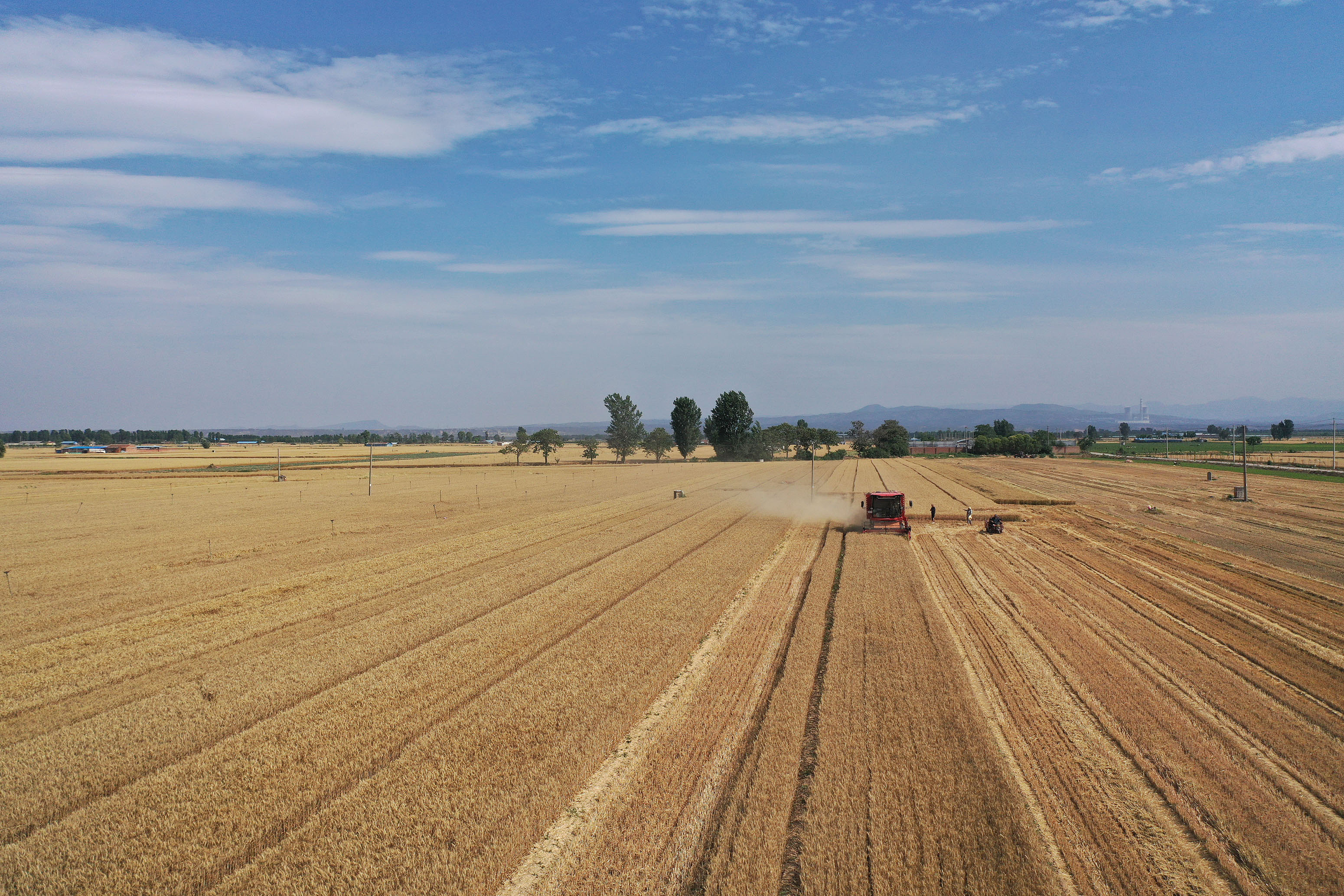 2025年6月3日，河南焦作，溫縣黃河街道灘王莊村農(nóng)民駕駛收割機收獲小麥。