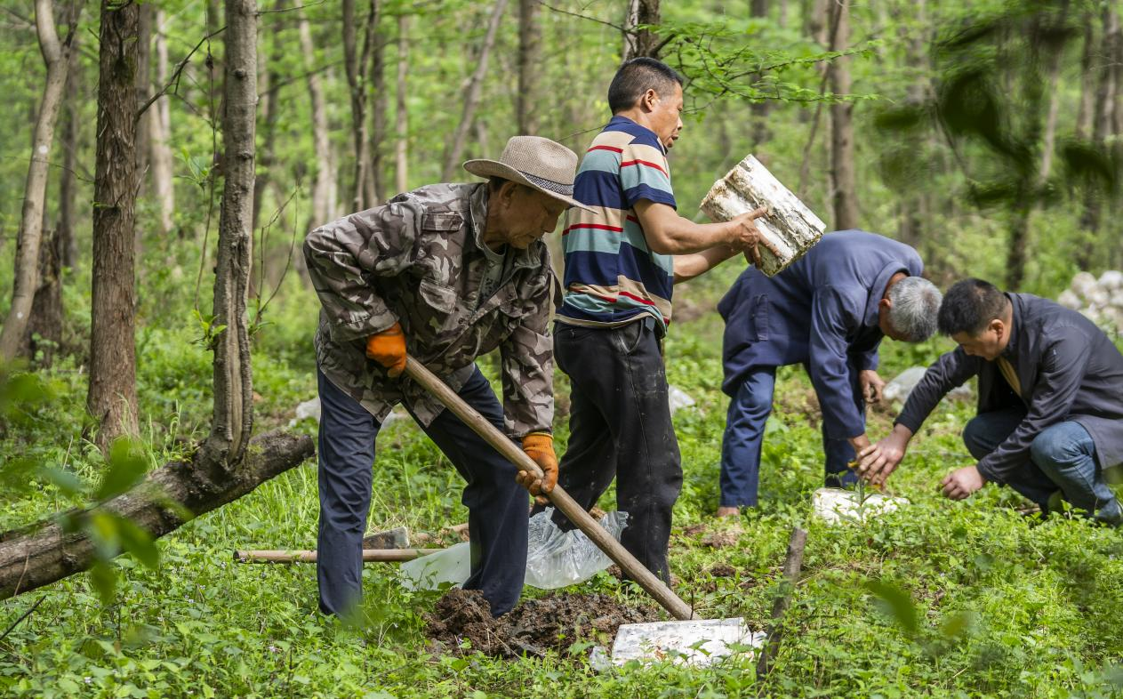 2025年4月16日，江西新余，仙女湖區(qū)河下鎮(zhèn)花園村林場，人們正在搬運、栽植靈芝菌棒。